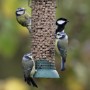 Wild Bird Food